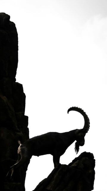 Majestic Capricorn Zodiac Mountain Goat Minimalist Ambition Wallpaper