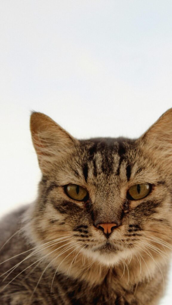 Stunning Tabby Cat Portrait Close-Up Mobile Phone Wallpaper