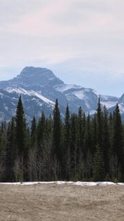 Snowy Mountain Peak Over Evergreen Forest Mobile Phone Wallpaper