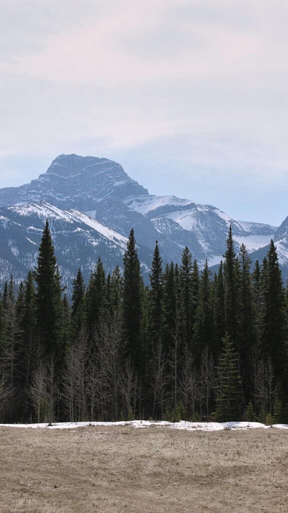 Snowy Mountain Peak Over Evergreen Forest Mobile Phone Wallpaper