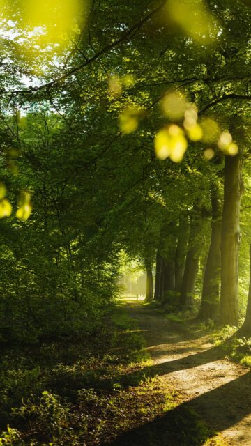 Sunlit Forest Path Enchanting Nature Mobile Wallpaper