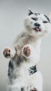 Funny Cat With Tongue Out Close Up Phone Wallpaper