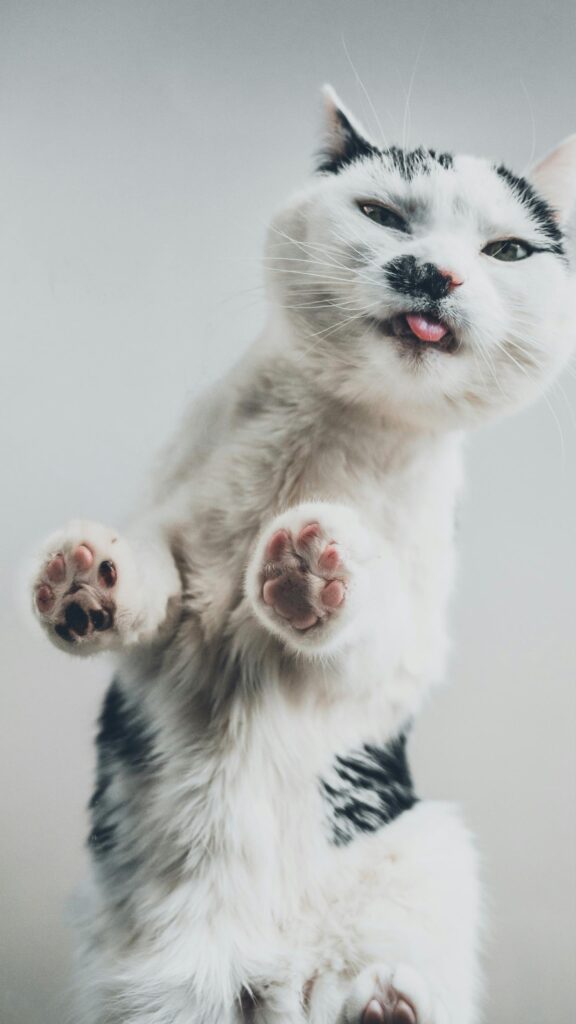 Funny Cat With Tongue Out Close Up Phone Wallpaper