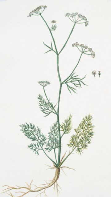 Vintage Botanical Illustration of Wild Fennel Herb Phone Wallpaper