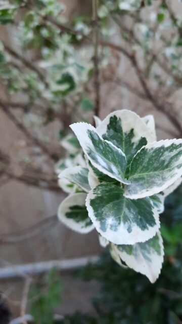 Elegant Variegated Green and White Leaves Nature Mobile Wallpaper