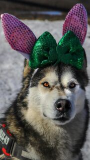 Funny Siberian Husky with Easter Bunny Ears and St Patrick Clover Wallpaper