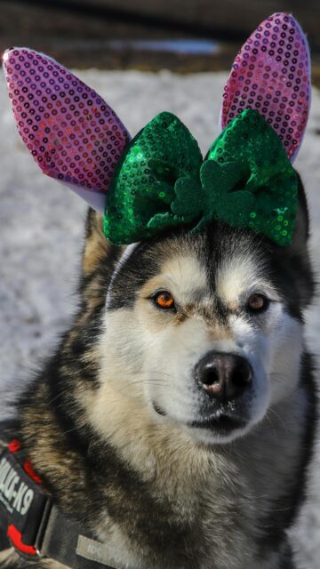 Funny Siberian Husky with Easter Bunny Ears and St Patrick Clover Wallpaper