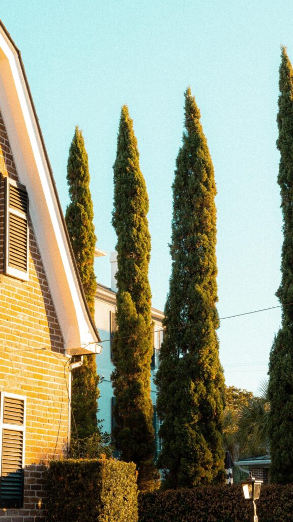 Sunlit Brick House with Elegant Tall Italian Cypress Trees Wallpaper