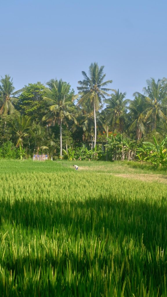 Serene Tropical Rice Paddy Field with Lush Palm Trees Phone Wallpaper