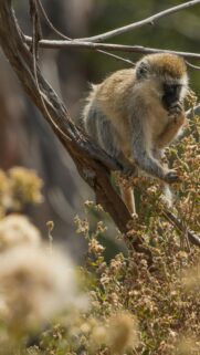 Vervet Monkey Foraging in Wild Nature Mobile Phone Wallpaper