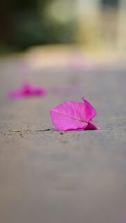 Minimalist Pink Bougainvillea Flower Petal on Pavement Phone Wallpaper