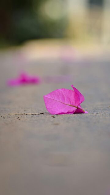 Minimalist Pink Bougainvillea Flower Petal on Pavement Phone Wallpaper