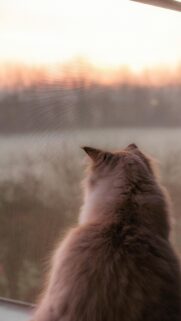 Dreamy Cat Watching Sunset From Window Aesthetic Mobile Wallpaper
