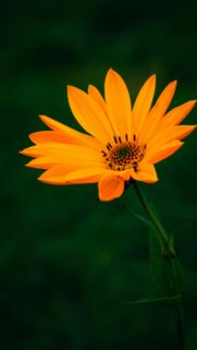 Vibrant Orange Sunflower Blossom on Dark Green Nature Background Wallpaper