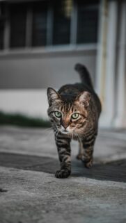 Stalking Tabby Cat With Piercing Green Eyes Mobile Wallpaper