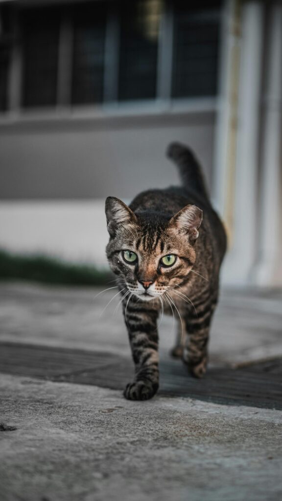 Stalking Tabby Cat With Piercing Green Eyes Mobile Wallpaper