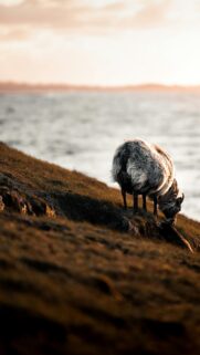 Serene Sheep Grazing on a Coastal Hillside Sunset Mobile Wallpaper
