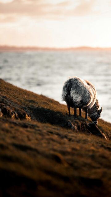 Serene Sheep Grazing on a Coastal Hillside Sunset Mobile Wallpaper