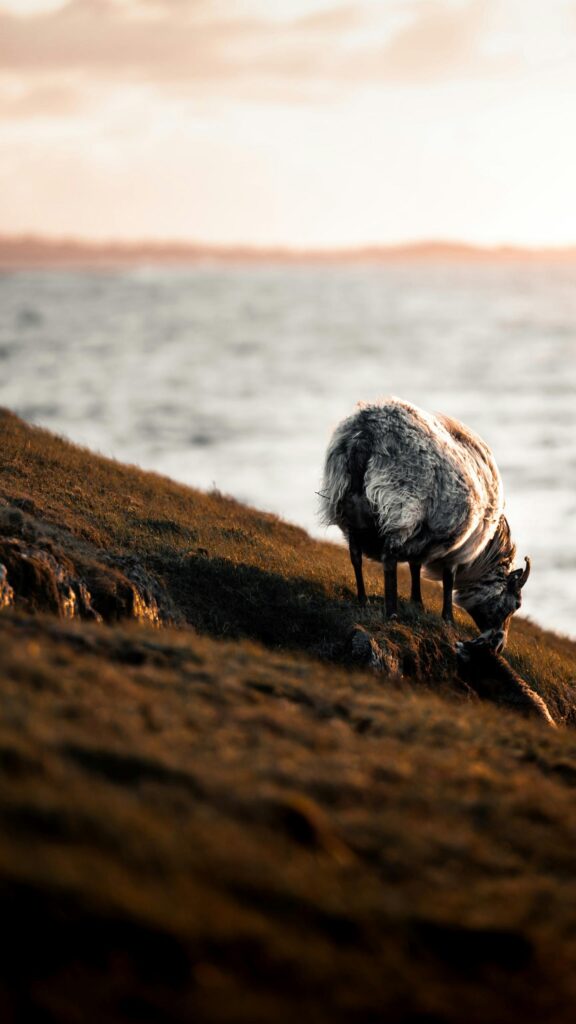 Serene Sheep Grazing on a Coastal Hillside Sunset Mobile Wallpaper