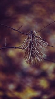 Rustic Dried Pine Needle Branch Aesthetic 4K Mobile Wallpaper