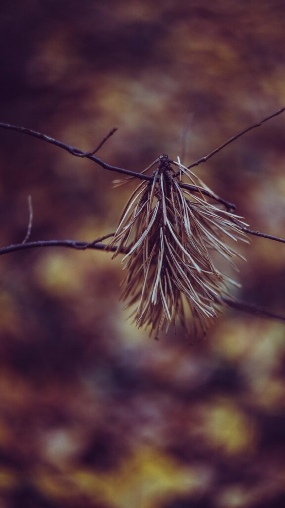 Rustic Dried Pine Needle Branch Aesthetic 4K Mobile Wallpaper