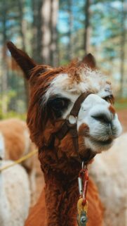 Cute Brown and White Alpaca Portrait High Quality Mobile Wallpaper