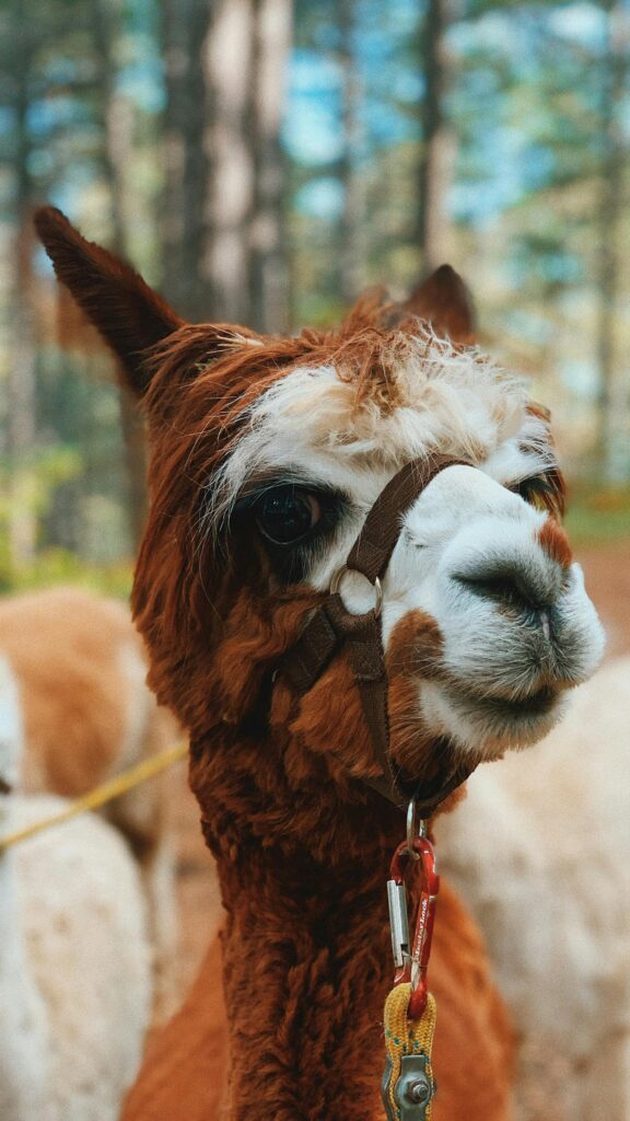 Cute Brown and White Alpaca Portrait High Quality Mobile Wallpaper