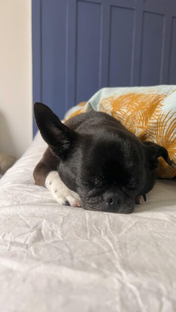 Cozy Sleeping Black French Bulldog Puppy Mobile Phone Wallpaper