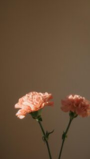 Minimalist Peach Carnations Under Warm Soft Sunlight Mobile Wallpaper