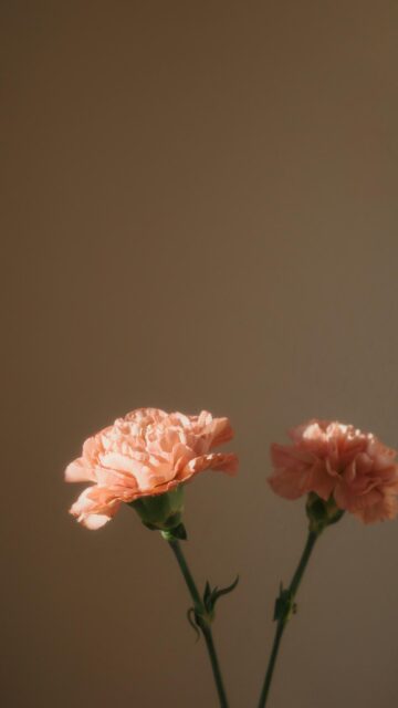 Minimalist Peach Carnations Under Warm Soft Sunlight Mobile Wallpaper