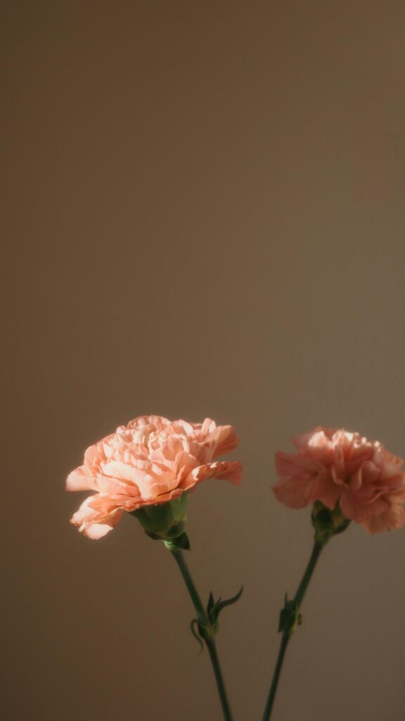Minimalist Peach Carnations Under Warm Soft Sunlight Mobile Wallpaper