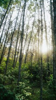 Sunlit Forest Canopy with Radiant Rays Mobile Wallpaper