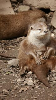 Cute Sitting River Otter Looking Away Premium Mobile Wallpaper