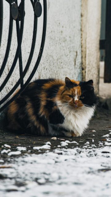 Beautiful Calico Cat Sitting in Snow Mobile Phone Wallpaper