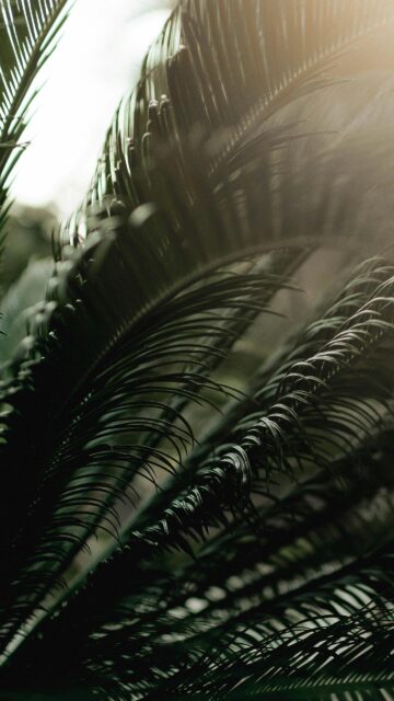 Sun-Kissed Sago Palm Frond Close-Up Macro Mobile Wallpaper