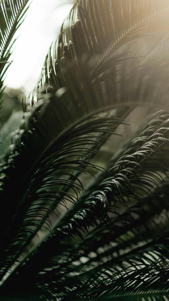 Sun-Kissed Sago Palm Frond Close-Up Macro Mobile Wallpaper