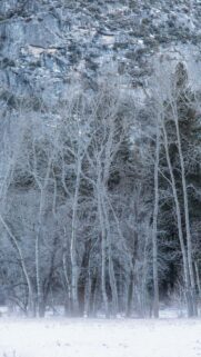Frozen Winter Forest Yosemite Mountain Landscape Phone Wallpaper