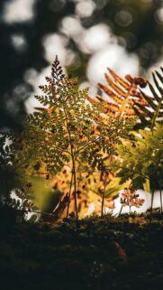 Golden Fern Forest Sunlight Nature Mobile Wallpaper