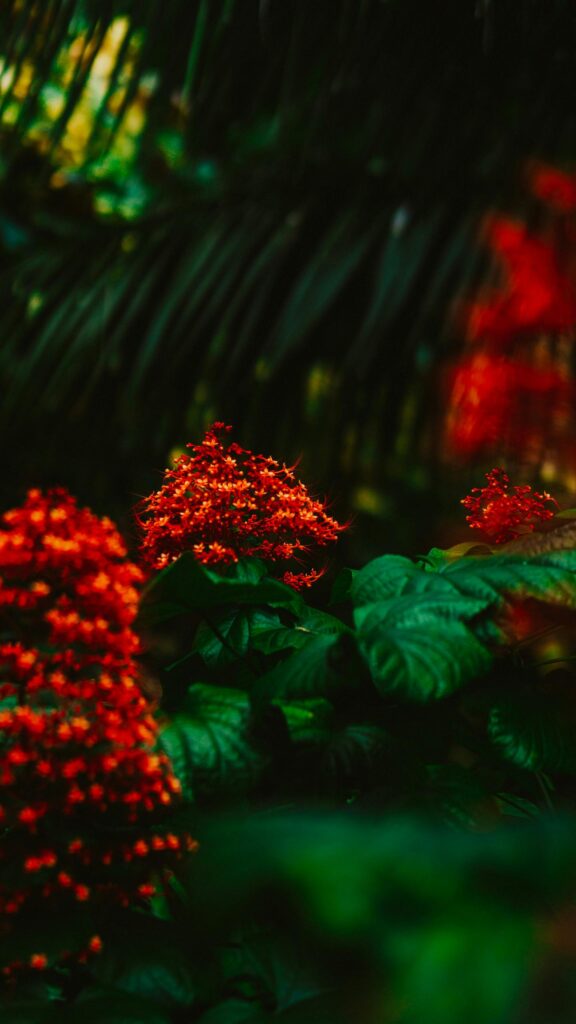 Vibrant Red Pagoda Flower Clusters in Tropical Garden Mobile Wallpaper