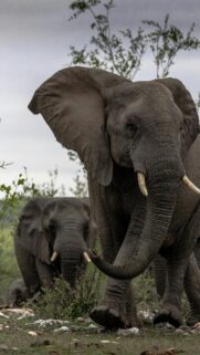 Majestic African Elephants Walking in Nature 4K Phone Wallpaper