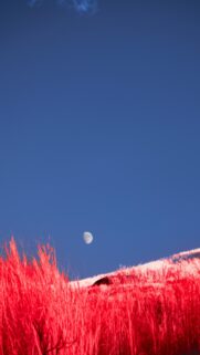 Surreal Infrared Landscape with Moon and Vibrant Red Grass Mobile Wallpaper