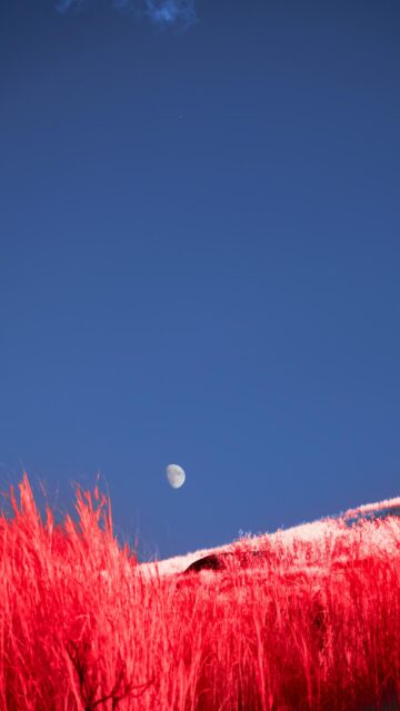 Surreal Infrared Landscape with Moon and Vibrant Red Grass Mobile Wallpaper