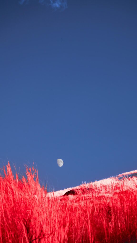 Surreal Infrared Landscape with Moon and Vibrant Red Grass Mobile Wallpaper
