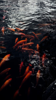 Pisces Zodiac Energy Ethereal Koi Fish Meditation Phone Wallpaper