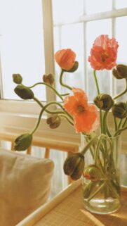 Sunlit Orange Poppy Flowers in a Glass Vase Aesthetic Mobile Wallpaper