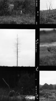 Minimalist Black and White Forest Contact Sheet Aesthetic Wallpaper