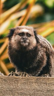 Cute Common Marmoset Monkey Portrait Mobile Wallpaper