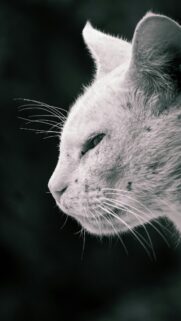 Stunning Black and White Cat Profile Close Up Mobile Phone Wallpaper