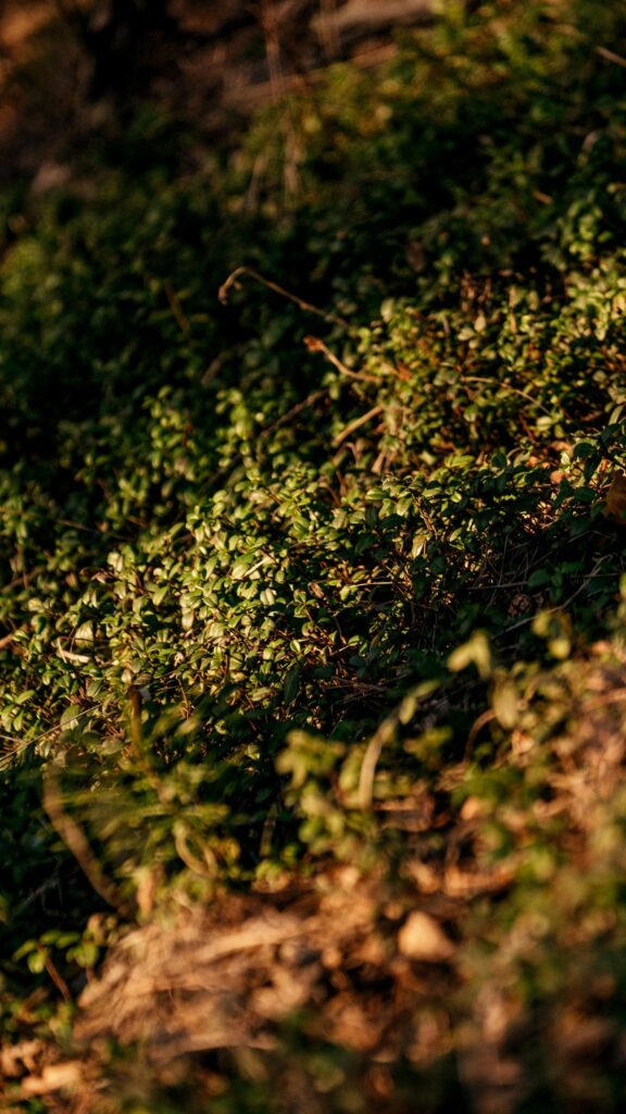 Sun-Kissed Lingonberry Forest Floor Greenery Mobile Wallpaper