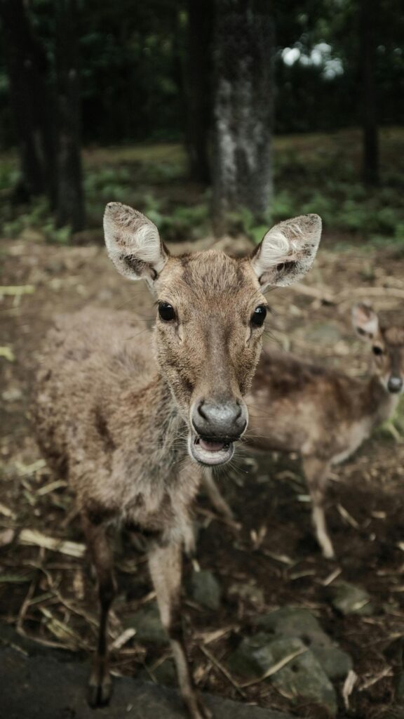 Curious Deer Close-up Nature Portrait Mobile Wallpaper